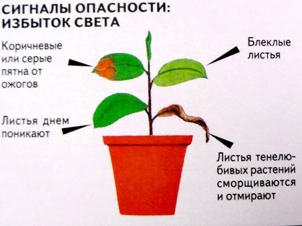 Правильное освещение растений 2